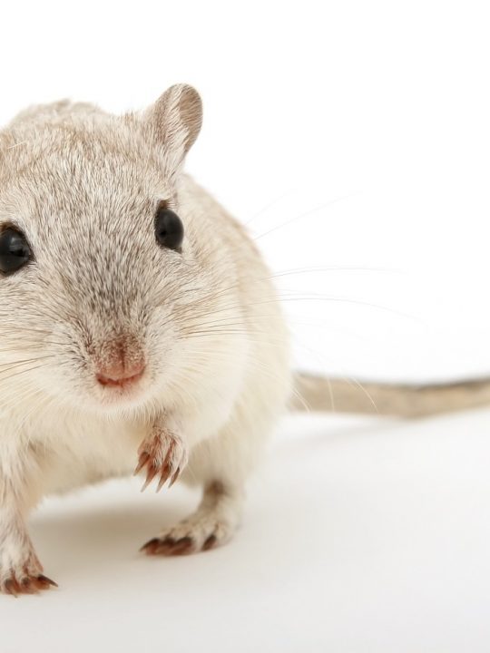 How To Clean A Couch After Mice Sofa Today