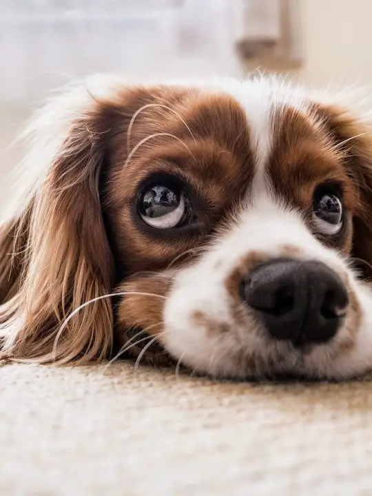 Can Dog Urine Cause Mold On Carpets?