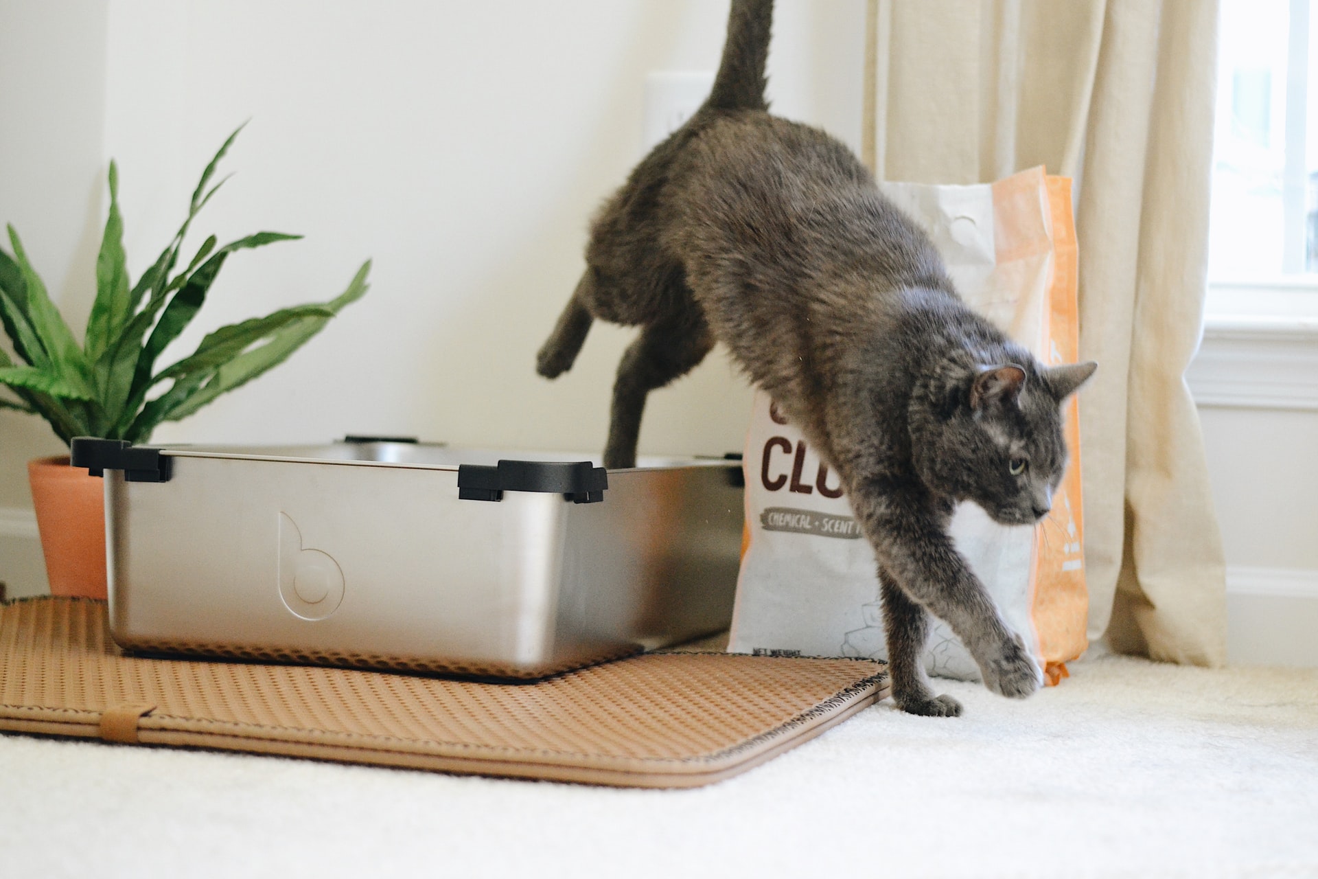 A grey cat stepping out of a litter box