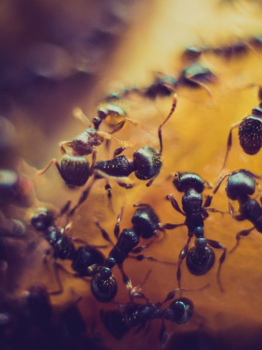 Vacuuming Ants: Does It Actually Work Or Not?